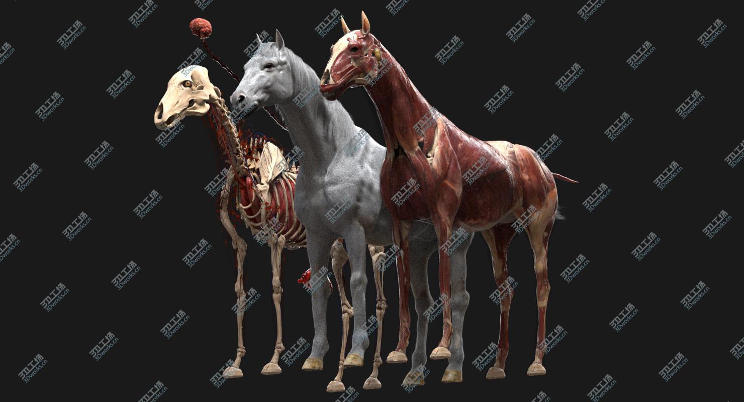 images/goods_img/20210113/3D Horse Anatomy model/1.jpg